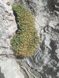 عروس سنگ طلایی